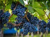 maxmann-wine-2805848_1920